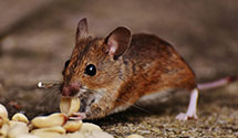 24 Hour & Emergency Exterminators in Hainesport Township, NJ